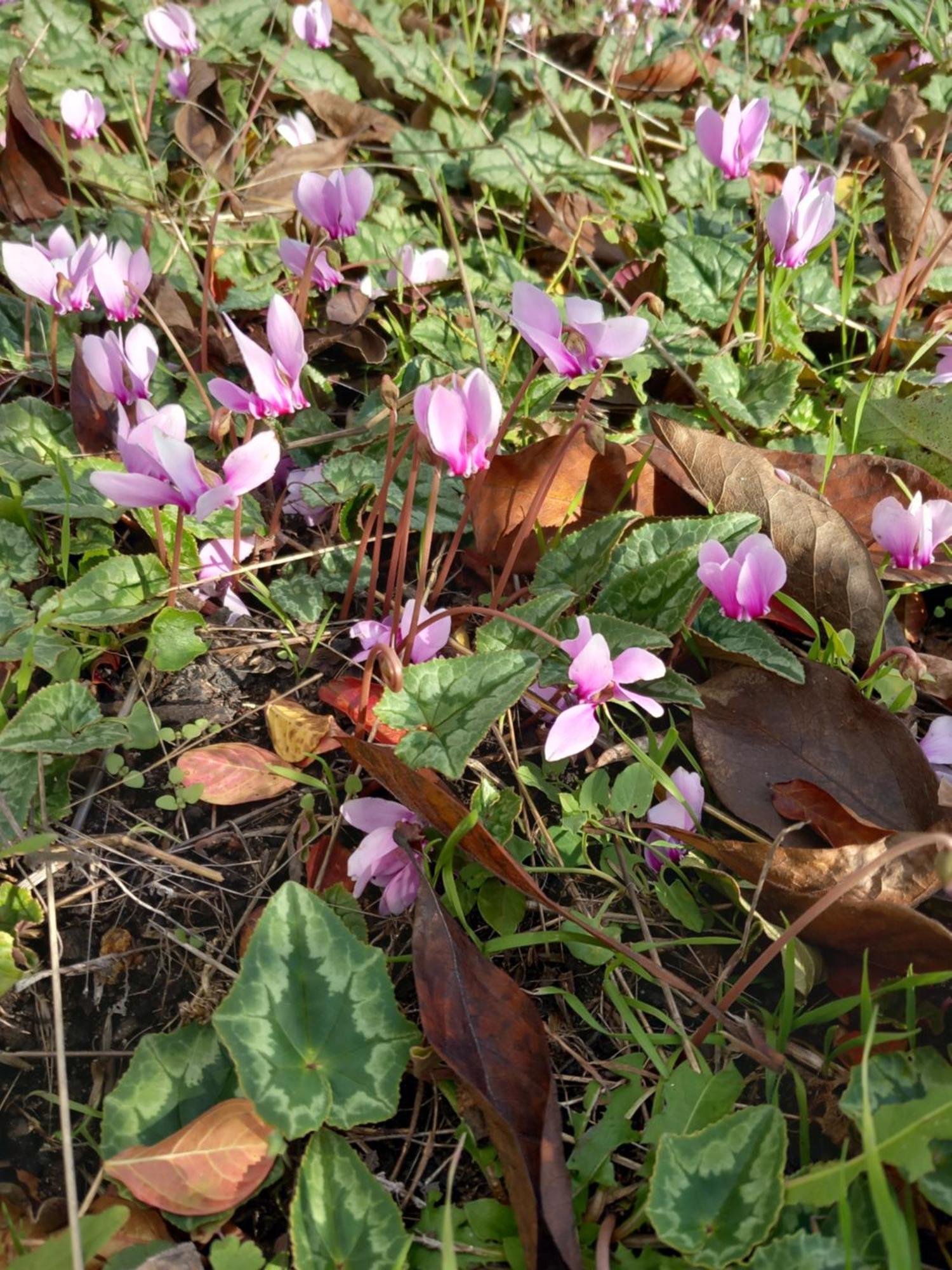 Апартаменти Les Cyclamens 1 Cosne-Cours-Sur-Loire Екстер'єр фото